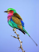 Lilac-breasted Roller.