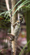 Boyd's Forest Dragon.
