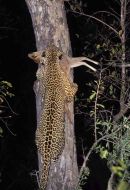 Seseka climbing tree with Duiker.