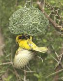 Village Weaver.