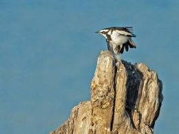 African Pied Wagtail in flight