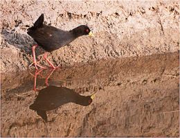 Black Crate reflection