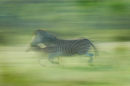 Zebra's on the run.