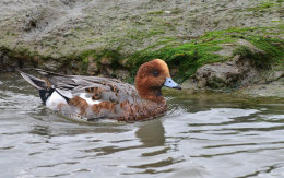 Eurasian Wigeon