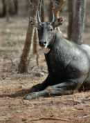 Nilgai.