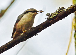 Nuthatch