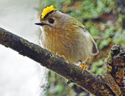 Goldcrest