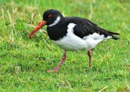 Eurasian Oystercatcher