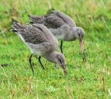 Black-tailed Godwit