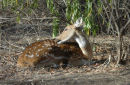 Spotted Deer.
