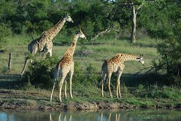 South African Giraffe