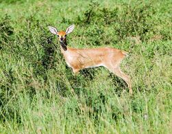 Steenbok