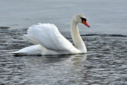 Mute Swan