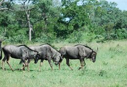 Blue Wildebeest