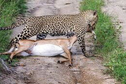 Leopard carrying the kill