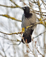 Hooded Crow