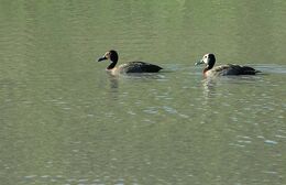 White-faced Duck
