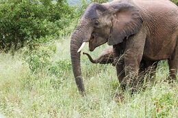 African Elephant