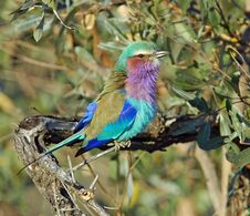 Lilac-breasted Roller