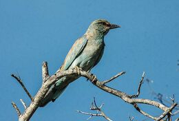 European Roller