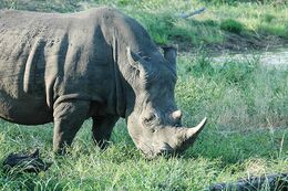 White Rhinoceros