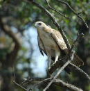 Changeable Hawk Eagle.