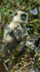 Hanuman Langur.
