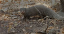 Ruddy Mongoose.