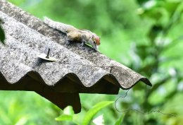 Three-striped Palm Squirrel