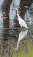 Little Blue Heron