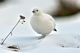 Rock Ptarmigan
