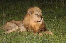 Lion