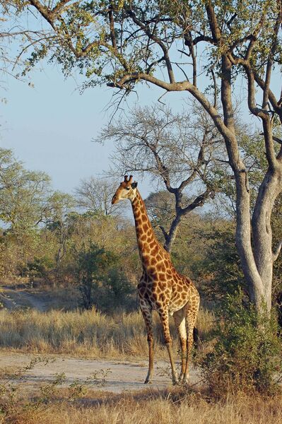 South African Giraffe