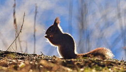 Oslo Mammals 2015