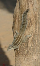 Five-Striped Palm Squirrel.