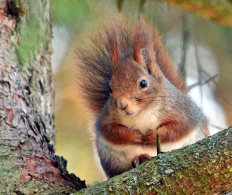 Red Squirrel