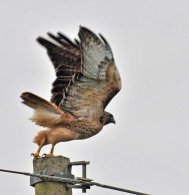 Red-tailed Hawk