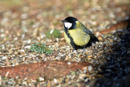 Great Tit