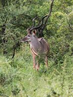 Kudu