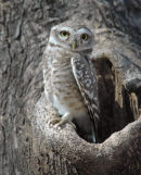 Spotted Owlet.