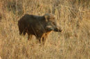 Wild Pig.