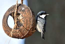 Coal Tit
