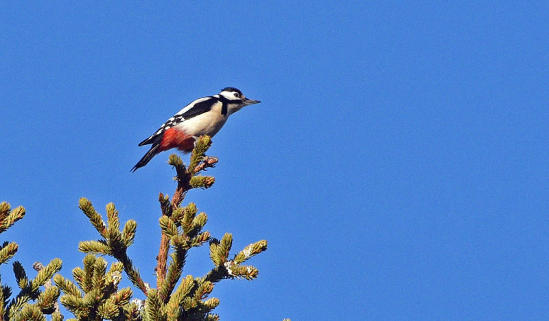 Great Spotted Woodpecker