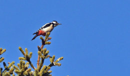 Great Spotted Woodpecker