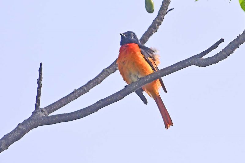 Scarlet Munia