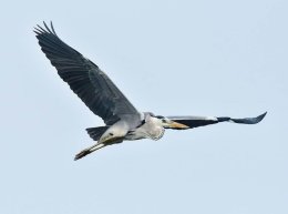 Grey Heron