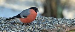 Bullfinch
