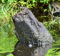 Sri Lanka Mammals etc