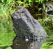 Water Monitor LIzard