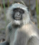 Hanuman Langur.